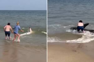 Un grupo de turistas rescató a un tiburón varado en las costas de la isla Nantucket, en Massachusetts