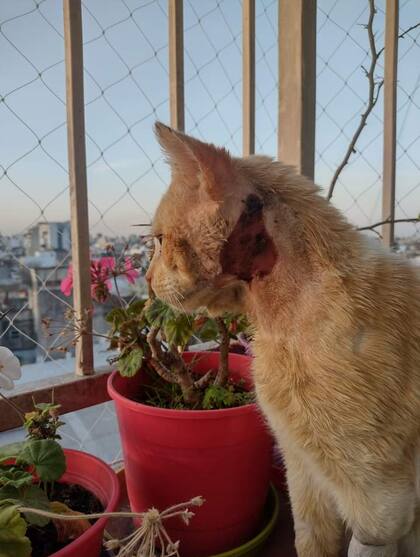 Un grupo de vecinos alimentaba a Boris hasta que un día apareció muy lastimado y fue necesario internarlo.