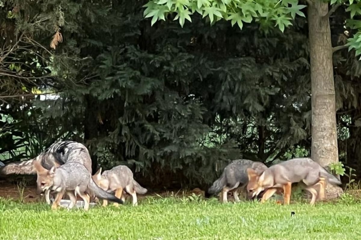 Zorros en Pilar del Este