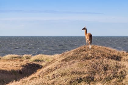 Un guanaco frente al Océano Atlántico. Sea View queda sobre la RN 3, a pasitos del mar.