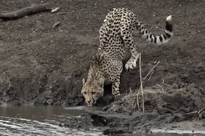 En el Parque Nacional Kruger, un chita se acerca a una laguna a saciar su sed y no advierte la oculta presencia del cocodrilo, que en pocos segundos lo arrastra a las profundidades