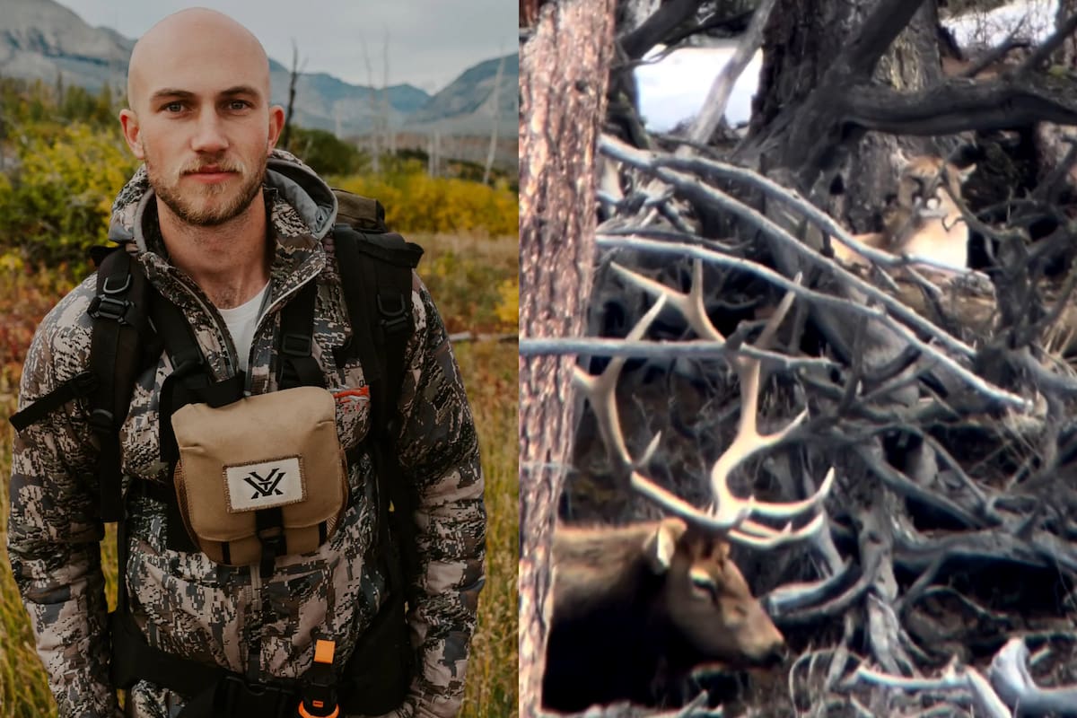 Un guía en el Parque Nacional Yellowstone, en EE.UU., filmó un increíble momento entre un puma y un alce