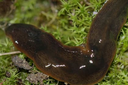 Un gusano argentino está invadiendo Europa