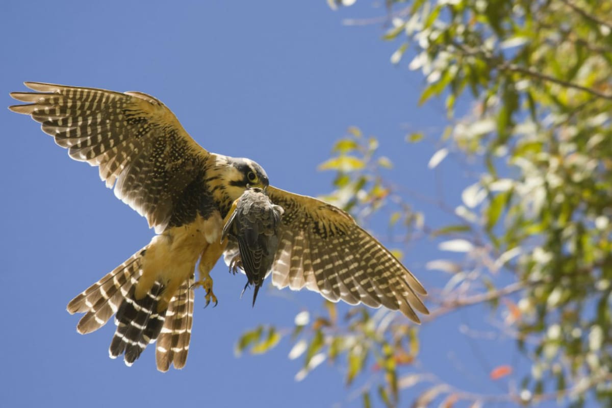 Un halcón aplomado en Parque Sarmiento