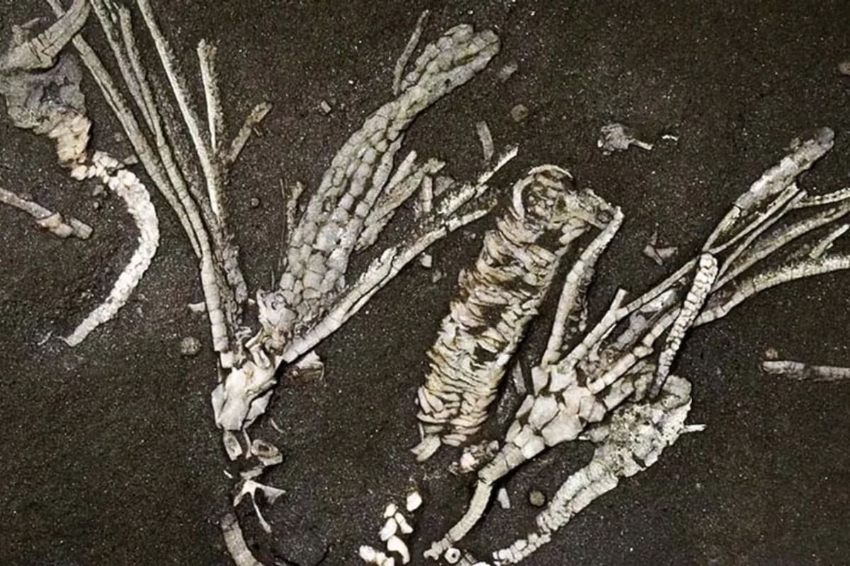 Un hallazgo de 450 millones de años desafía lo que sabíamos sobre la vida marina primitiva