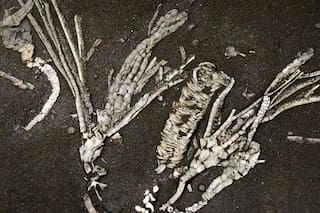 Un hallazgo de 450 millones de años desafía lo que sabíamos sobre la vida marina primitiva