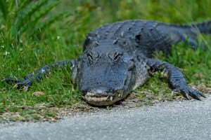 Un hallazgo en Brasil reveló la morfología de los ancestros de los cocodrilos, que dominaron la Tierra antes de la llegada de los dinosaurios
