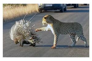 Un hambriento leopardo intentó cazar a un puercoespín en Parque Nacional Kruger de Sudáfrica, pero no lo logró