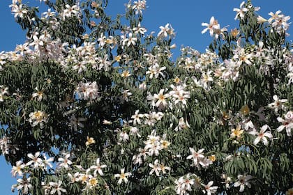 Un híbrido interespecífico con flores blanquecinas (color de pétalos heredado de Ceiba insignis) y corona de estaminodios rojos en la base, como la Ceiba speciosa.