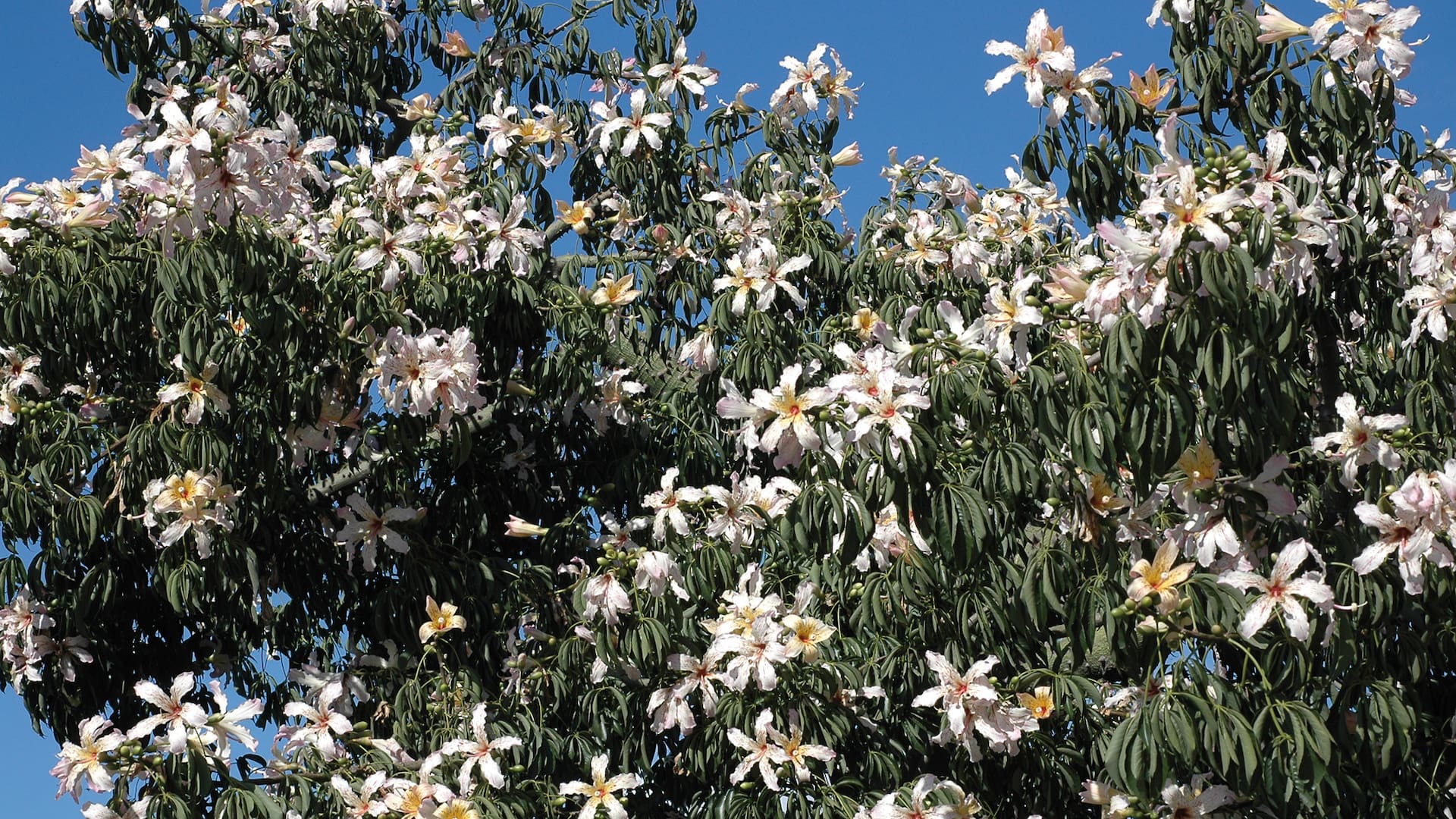 Esta especie tiene las flores rosas de cinco pétalos y su néctar atrae a colibríes y mariposas monarca.