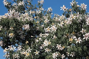 Un híbrido interespecífico con flores blanquecinas (color de pétalos heredado de Ceiba insignis) y corona de estaminodios rojos en la base, como la Ceiba speciosa.
