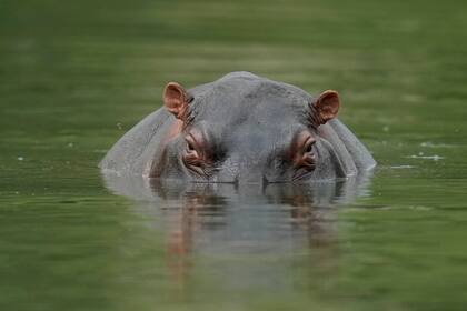 Un hipopótamo flota en la laguna del Parque Hacienda Nápoles que alguna vez fue propiedad privada del capo de la droga Pablo Escobar, quien hace décadas importó tres hipopótamos hembras y un macho en Puerto Triunfo, Colombia, el miércoles 16 de febrero de 2022. (AP Foto/Fernando Vergara)