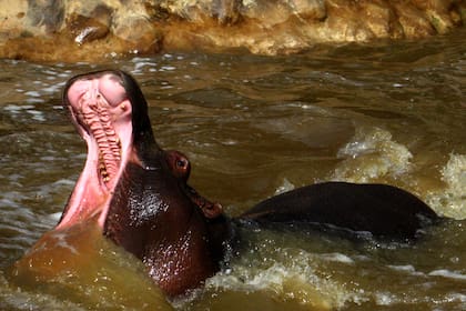 Un hipopótamo nada en su recinto del Oceanario Mundo Marino, San Clemente del Tuyú, provincia de Buenos Aires, Argentina