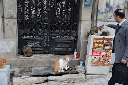 Un hombre acaricia un gato mientras camina por una calle