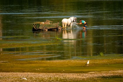 Un hombre arroja agua a un caballo para refrescarlo cerca de un banco de arena en el río Danubio