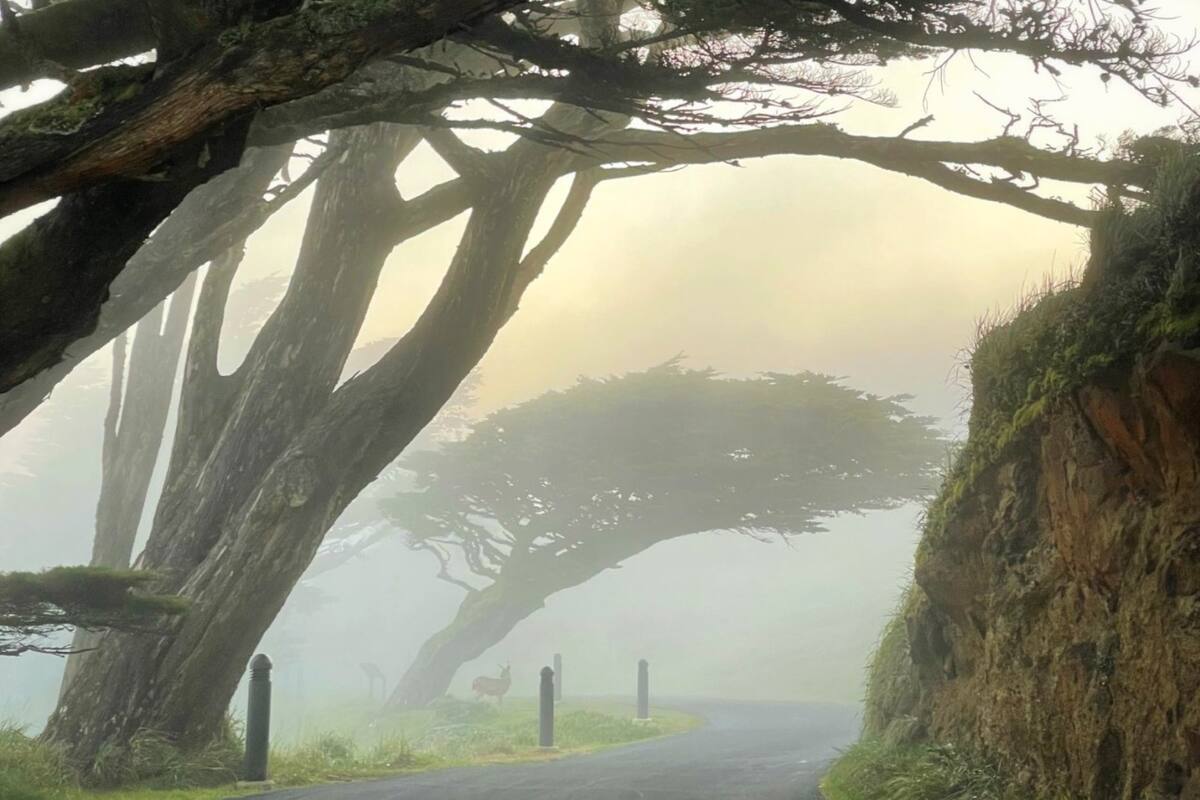 Un hombre caminaba por Point Reyes National Seashore en California y vio un extraño animal (foto ilustrativa)