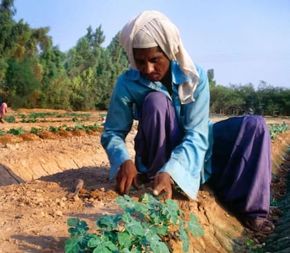 Un hombre cuida los cultivos en una granja experimental en los Emiratos Árabes Unidos