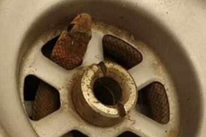 Un hombre de Australia se encontró una horrible sorpresa mientras estaba en su cocina