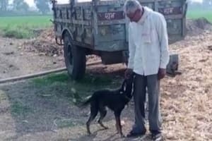 Un hombre de India cambió su testamento donde le dejaba un 50% de sus bienes a sus cinco hijos para pasárselo a su perro