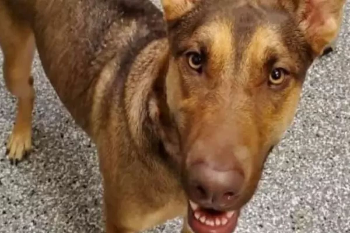 Un hombre debió dar en adopción a su mascota por falta de recursos. En una nota que ató al cuello del animal, explicó que se quedó sin recursos para mantenerlo luego de perder el trabajo por la pandemia de coronavirus