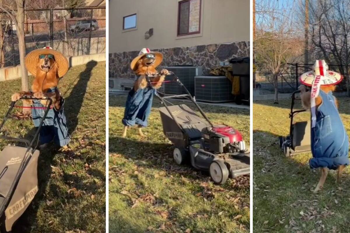 Un hombre decidió disfrazar a su mascota de jardinero, aprendió a "podar" el césped y se hizo viral en TikTok
