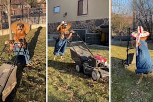 Un hombre decidió disfrazar a su mascota de jardinero, aprendió a "podar" el césped y se hizo viral en TikTok