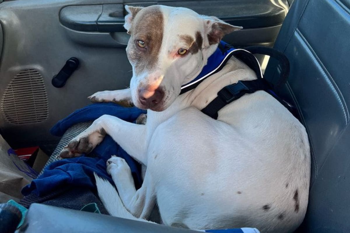 Un hombre dejó a su perro solo en la camioneta y el animal logró arrancarla y chocó a otros dos autos