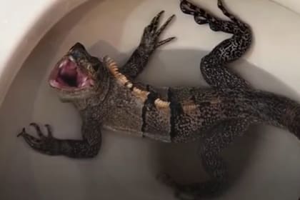 Un hombre del sur de Florida encontró una iguana en el inodoro de su baño