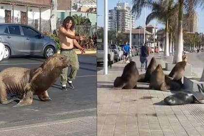 Un hombre demostró sus habilidades para conectarse con los animales y se volvió viral en TikTok