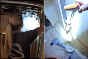 Un hombre descubrió que en las paredes de su casa vivían muchos réptiles