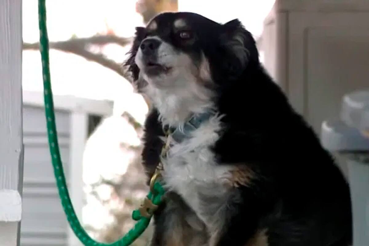 Un hombre dispuso en su testamento que se cree un fondo especial para la manutención de su mascota