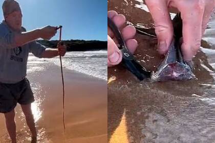 Un hombre encontró un gusano enorme en una playa, y el video impactó a los usuarios de TikTok (Foto: @TightLinezFishing)