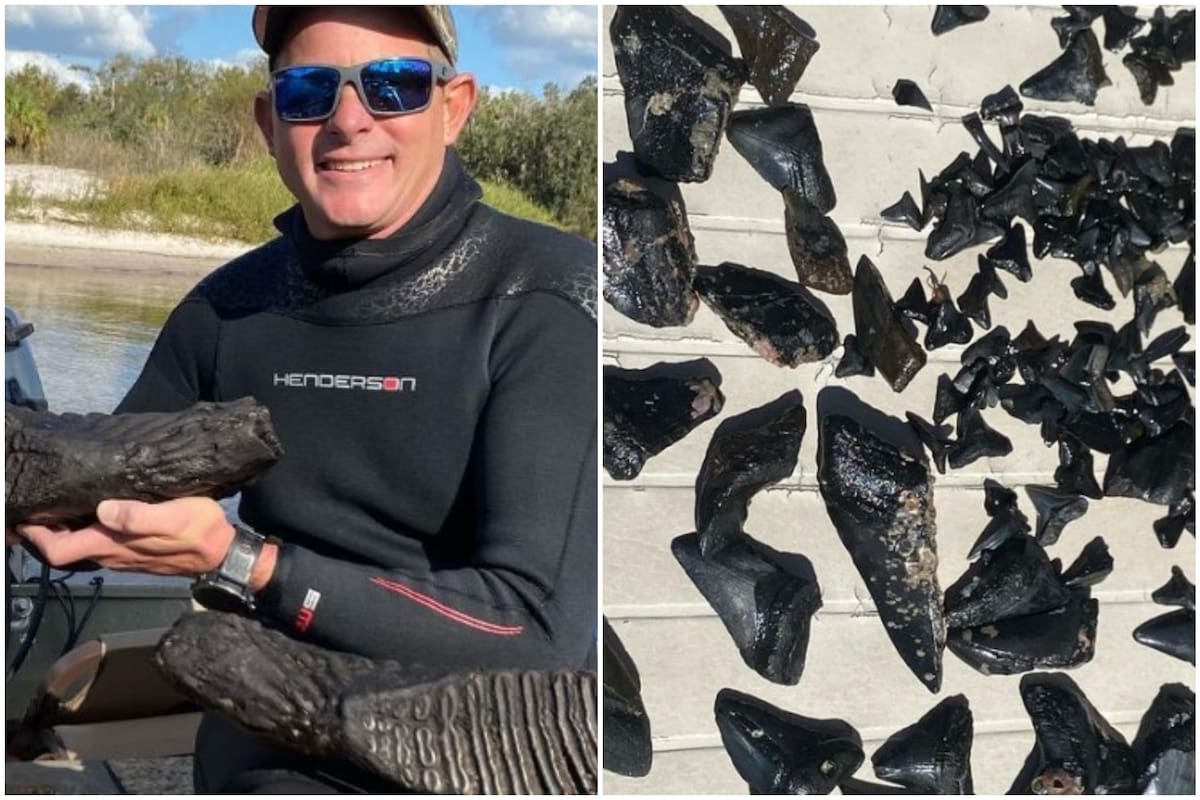 Un hombre encontró una mandíbula de mamut en Florida, en un hallazgo inédito