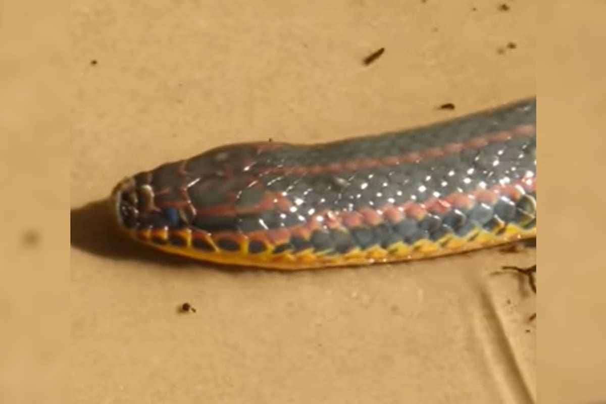 Un hombre encontró una serpiente arcoíris mientras paseaba por un río en Florida