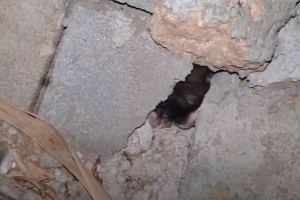 Un hombre escuchó extraños sonidos del otro lado de la pared y decidió averiguar de qué se trataba