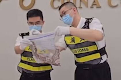 Un hombre intentó ingresar a China con víboras vivas en su pantalón