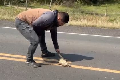 Un hombre intentó rescatar a un lagarto en plena ruta y fue atropellado