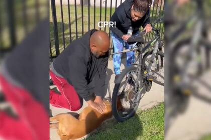 Un hombre le salvó la vida a un perro en medio del parque (Captura video)