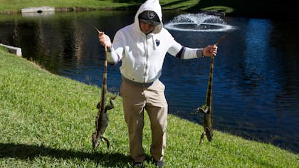 Un hombre lleva de la cola a dos iguanas congeladas en Florida