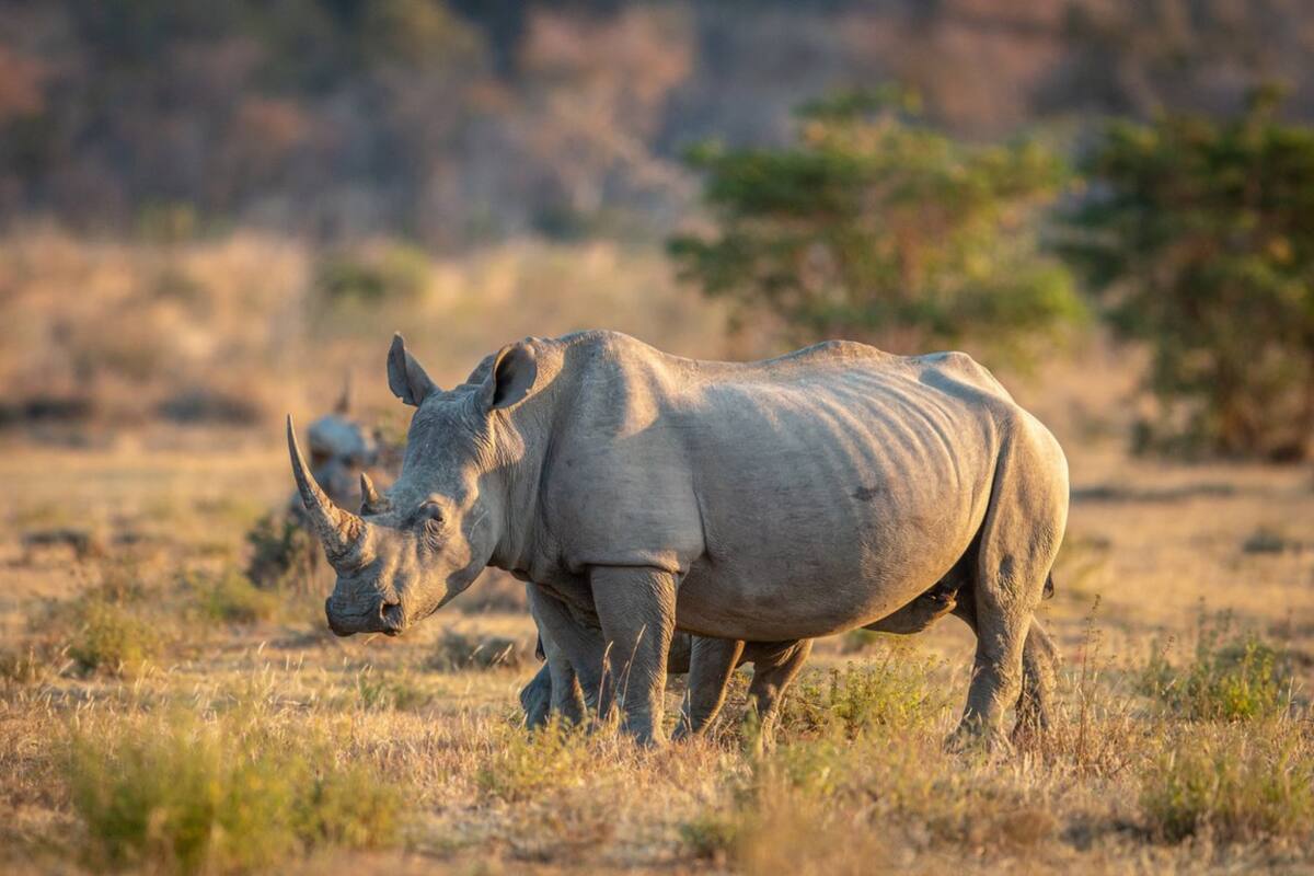 Un hombre logró ahuyentar a un rinoceronte con su voz