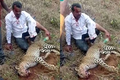 Un hombre mató a un leopardo solo con sus manos cuando regresaba a su hogar junto a su esposa e hijo y  el animal los atacó