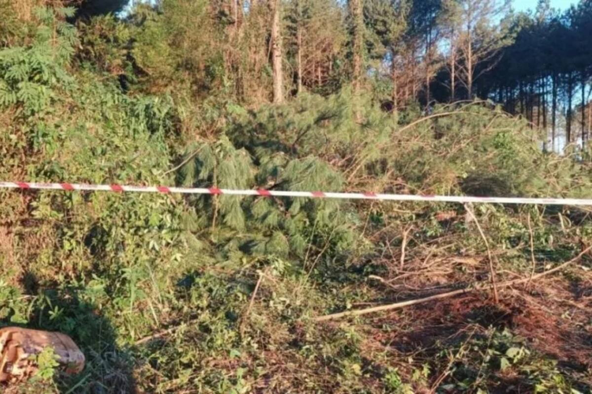 Un hombre murió aplastado por el árbol que talaba