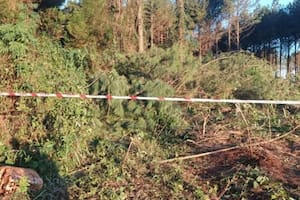 Un hombre murió aplastado por el árbol que talaba