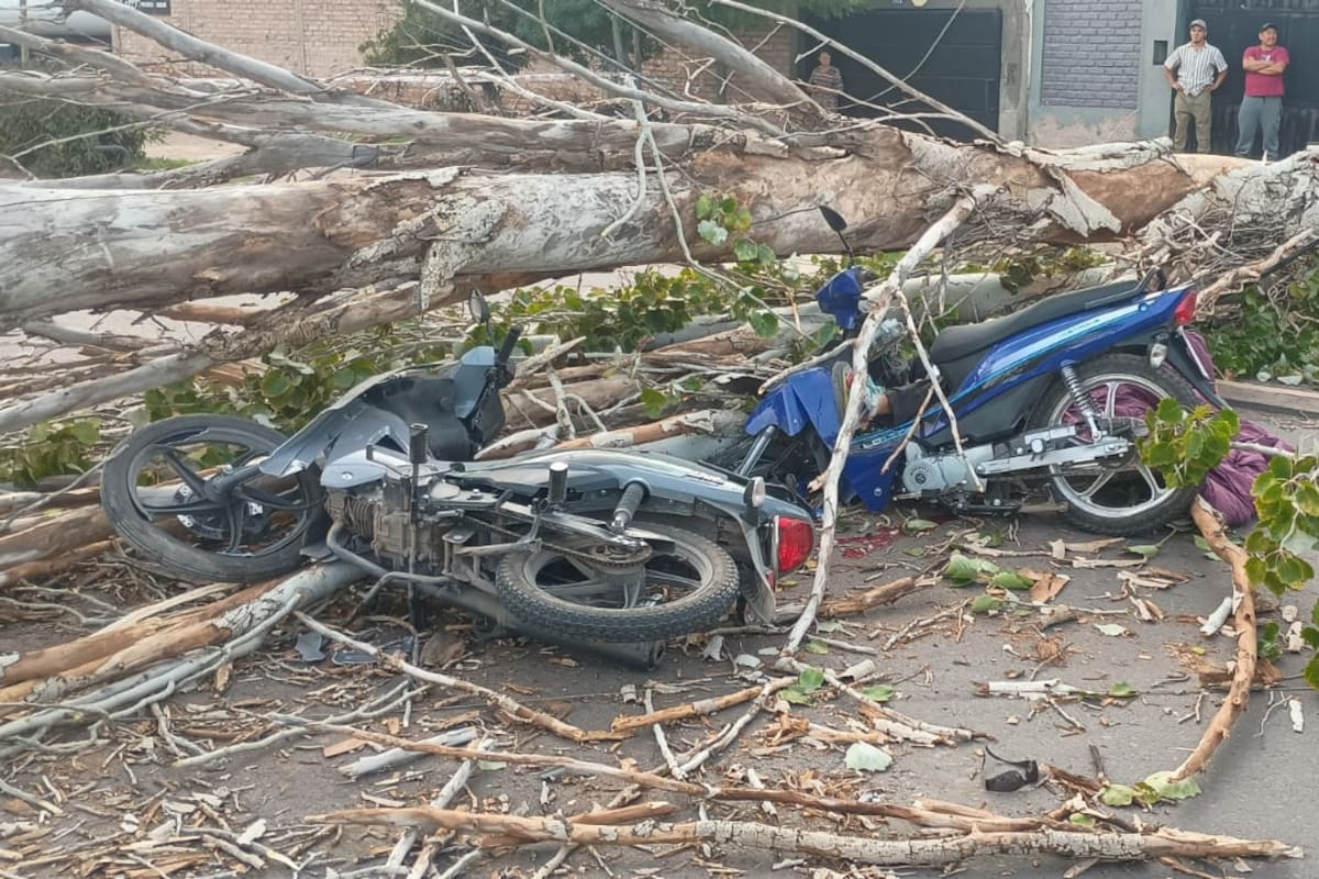 Un hombre que iba en moto murió aplastado por un árbol en Mendoza