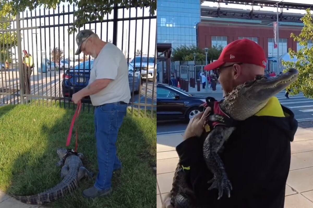 Un hombre quedó afuera de un partido por llevar como mascota a un cocodrilo