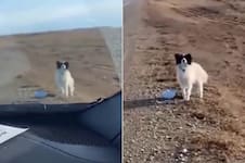 Iba por la ruta, vio algo que no pudo dejar pasar y cambió su vida para siempre: “¿Querés venir con nosotros?”