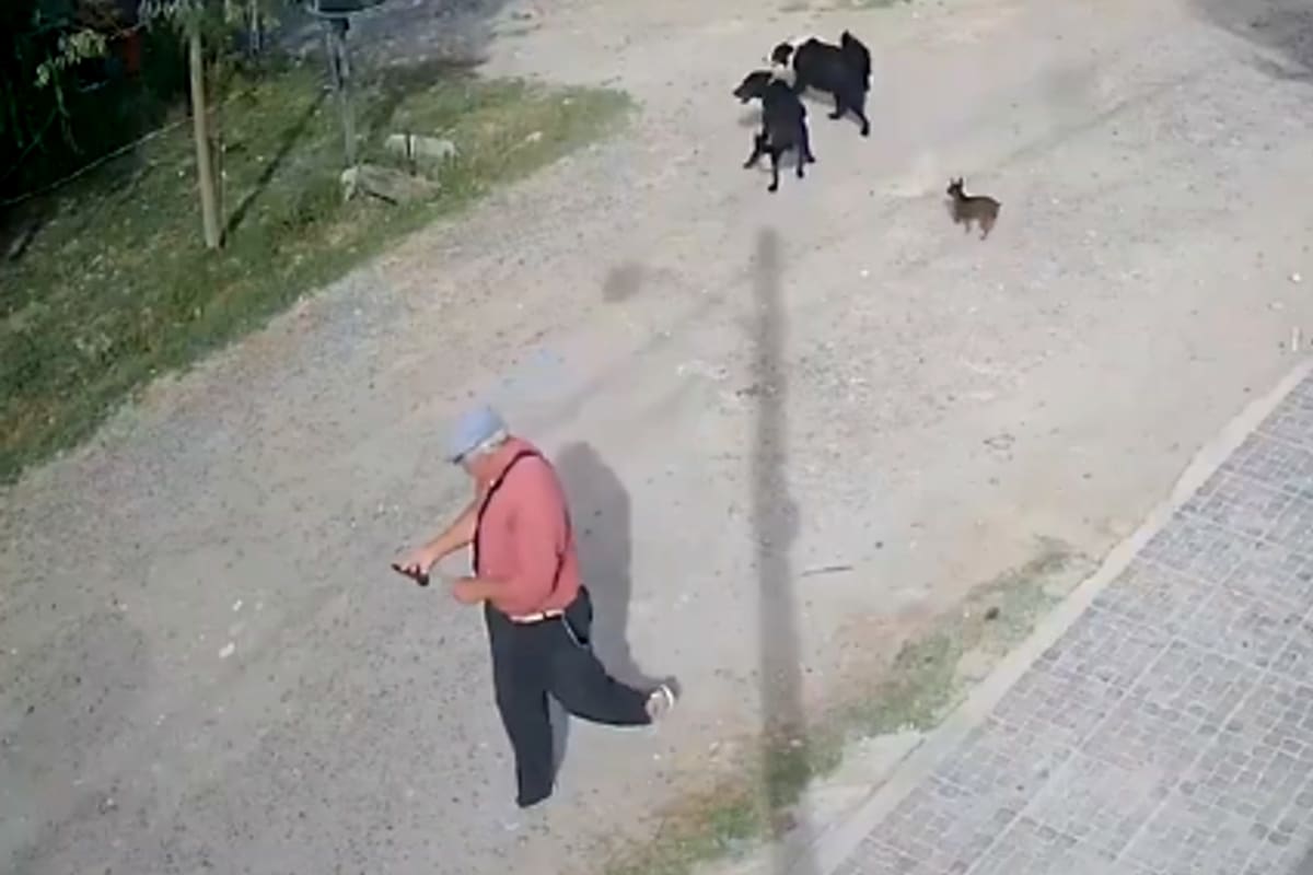 Un hombre quedó grabado tras atacar a un perro con un cuchillo en La Plata