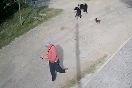Un hombre quedó grabado tras atacar a un perro con un cuchillo en La Plata