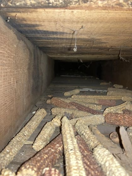 Un hombre quiso arreglar el piso de su casa y cuando retiró el parquet descubrió un cúmulo de maíz seco
