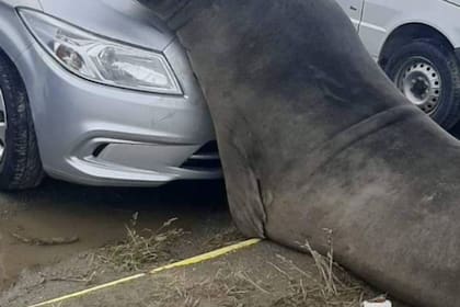 Un hombre recibió una extraña visita sobre su auto que dejó estacionado en un parque de Ushuaia